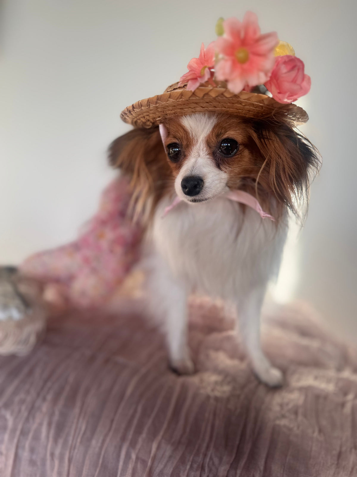 Luxury or Not at All: Umka's Rules for Small-Dog Style