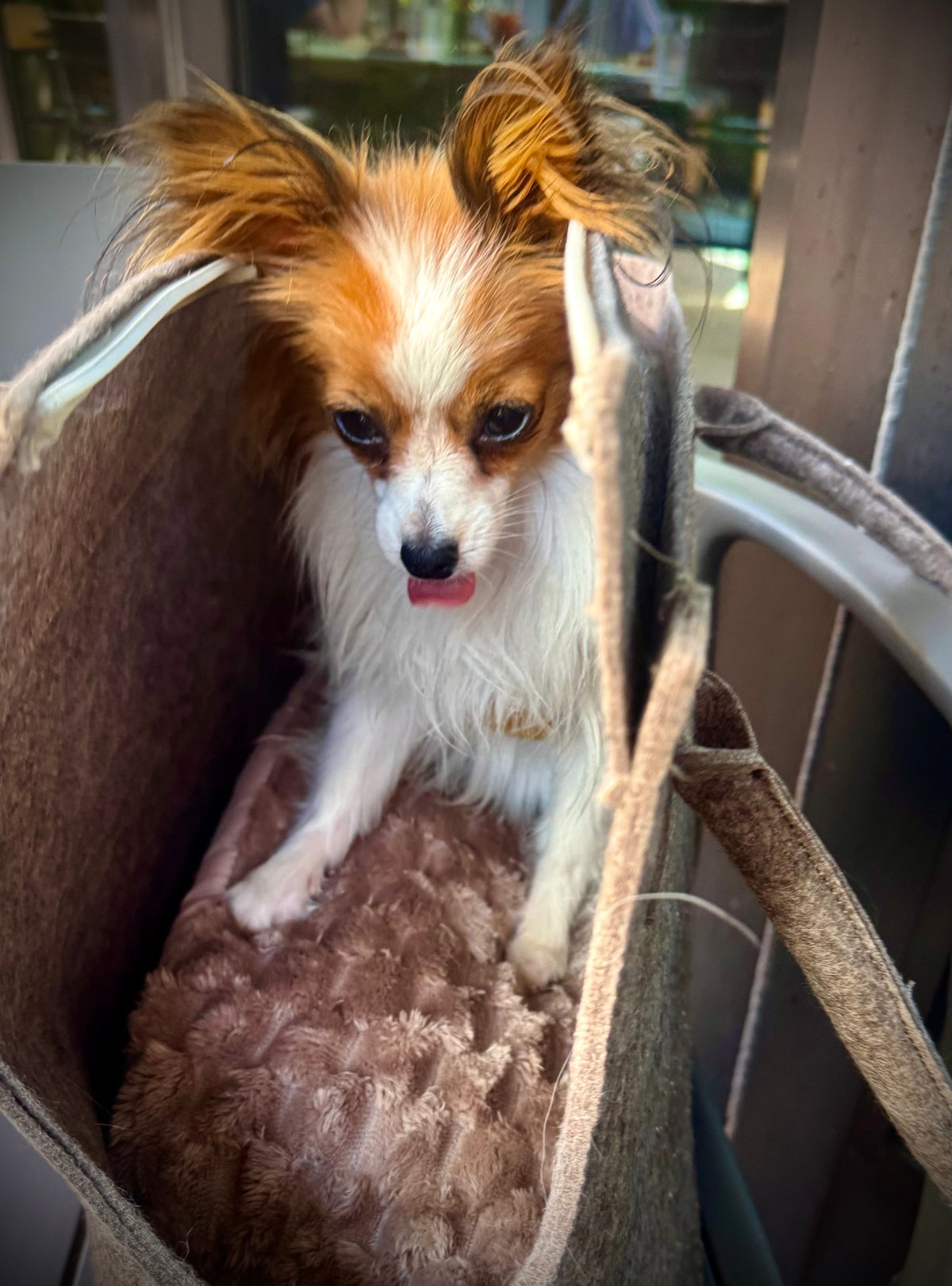 How to Choose the Perfect Dog Carrier for a Tiny Dog