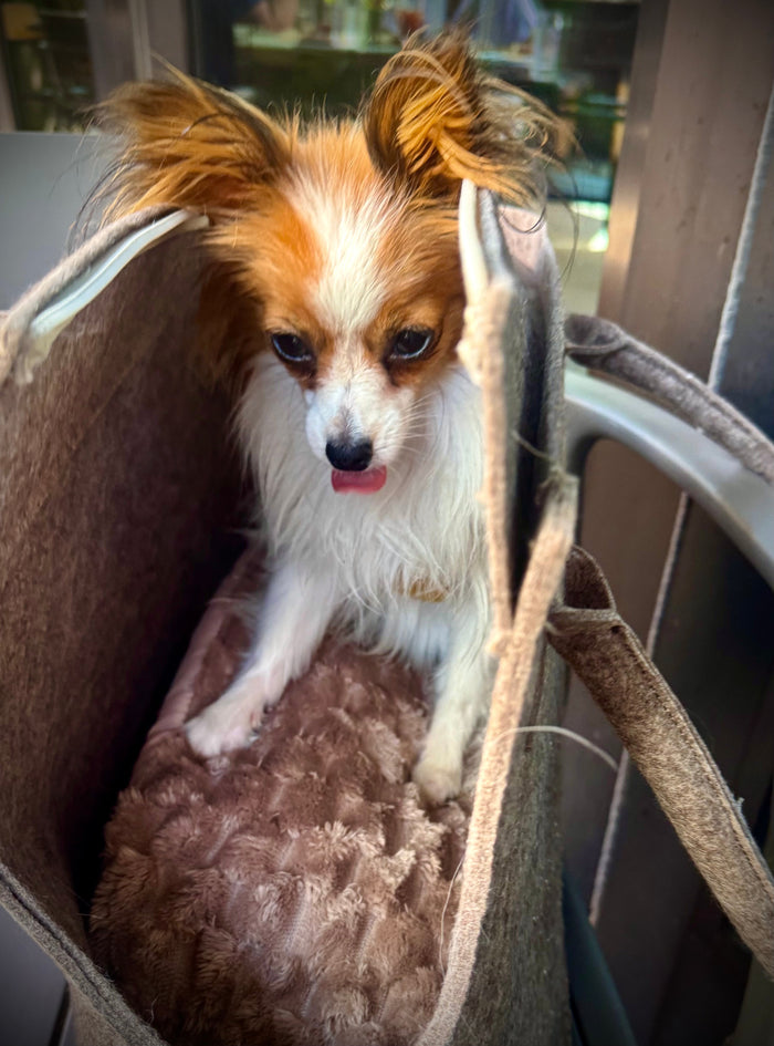 How to Choose the Perfect Dog Carrier for a Tiny Dog