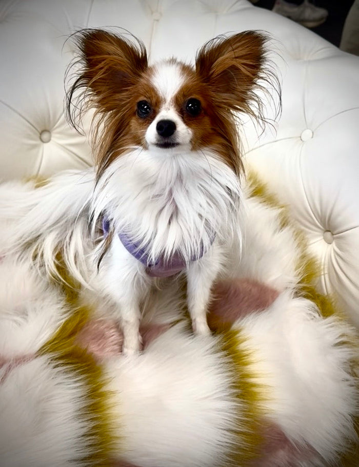 The Papillon Guide: Temperament, Size & Why They Make Great Travel Dogs