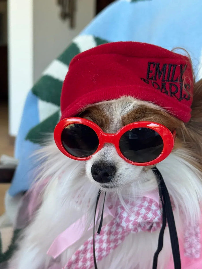 Luxury Desert Life with a small dog