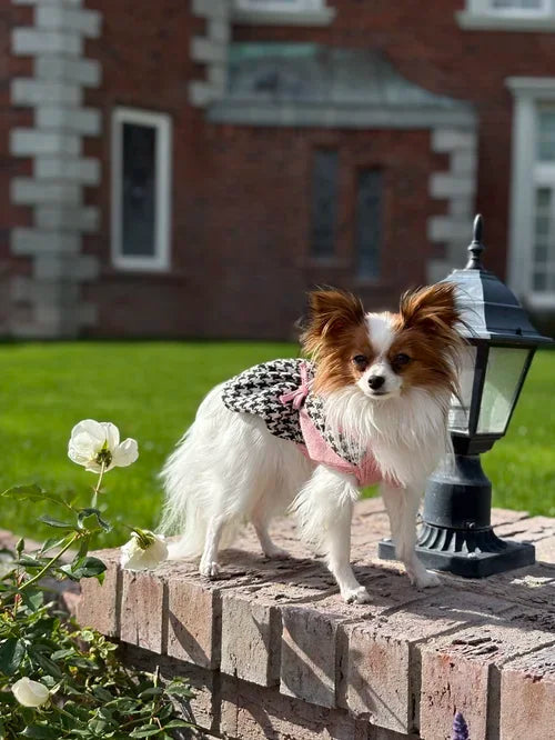 Luxury Travel Accessories for Tiny Dogs