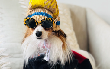 How to Fly First Class With a Small Dog