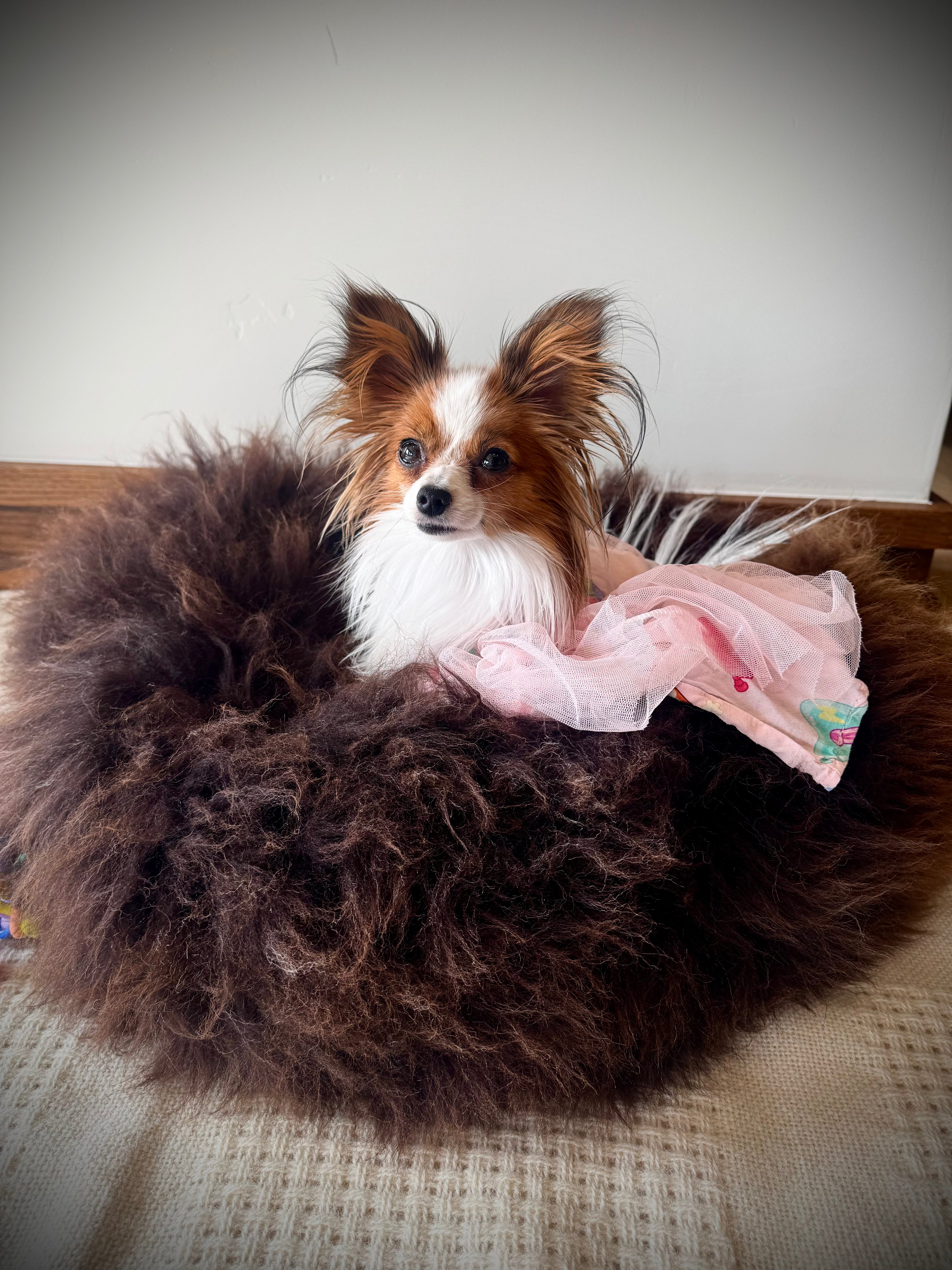 Umka the Papillon relaxing in a dark brown sheepskin dog bed wearing a pink tulle dress, Umka Papillon Bedding collection