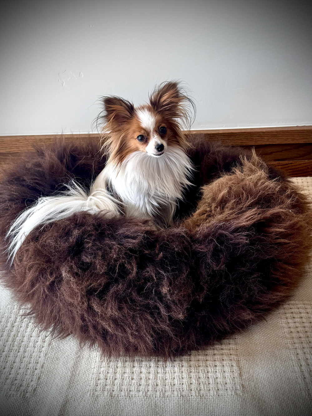 Handcrafted natural sheepskin dog bed, Umka Papillon