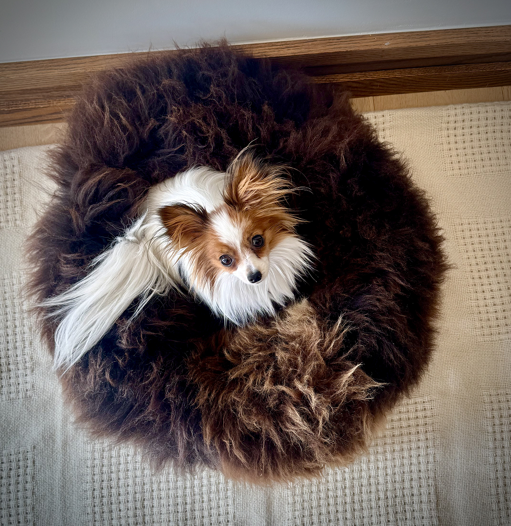 Handcrafted natural sheepskin dog bed, Umka Papillon